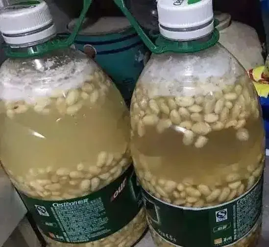 發財樹「愛喝」2種肥水,不黃葉不發軟,四季都是綠油油