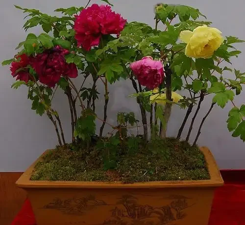 養花用淘米水,不要亂用,學會這幾點,方可開滿盆!