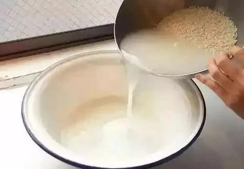養花用淘米水,不要亂用,學會這幾點,方可開滿盆!