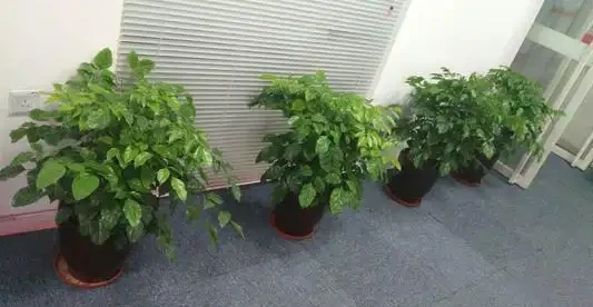 養花用淘米水,不要亂用,學會這幾點,方可開滿盆!