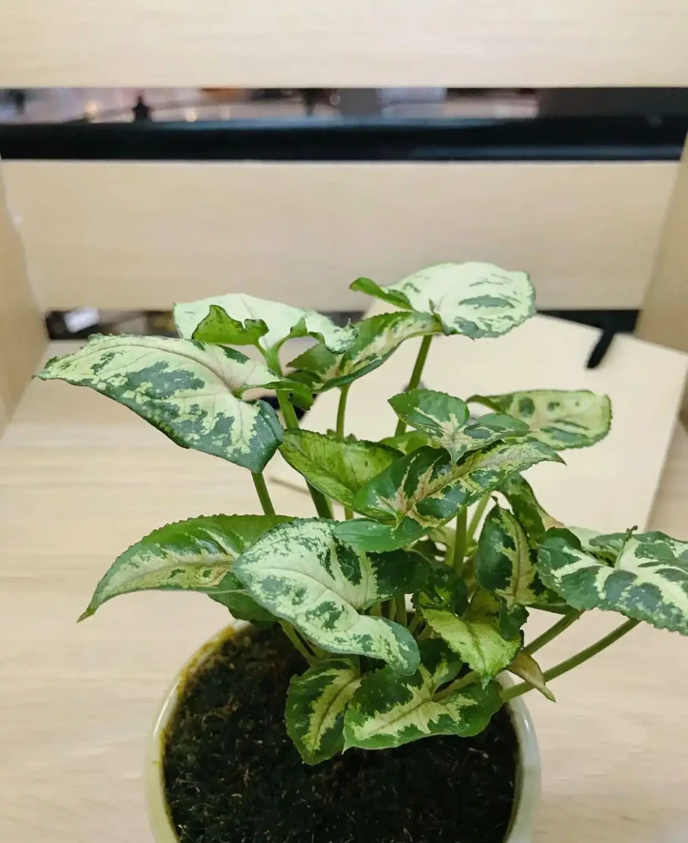 養衛生間裡的10種觀葉植物,4種開花植物,家裡養幾種就夠了