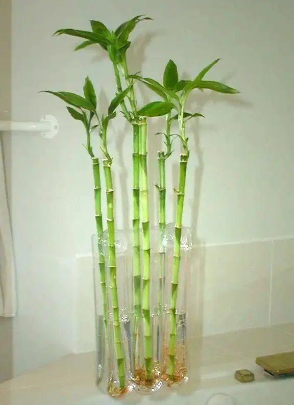 養衛生間裡的10種觀葉植物,4種開花植物,家裡養幾種就夠了