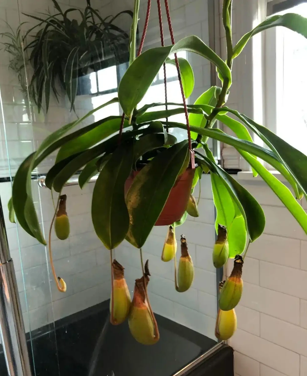 養衛生間裡的10種觀葉植物,4種開花植物,家裡養幾種就夠了