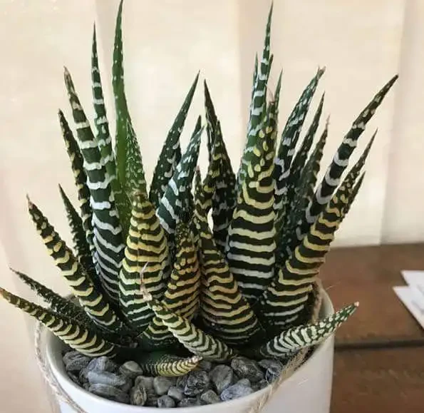 養衛生間裡的10種觀葉植物,4種開花植物,家裡養幾種就夠了