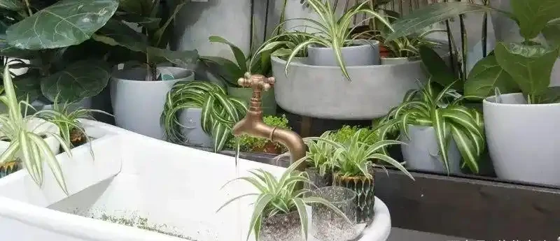 養衛生間裡的10種觀葉植物,4種開花植物,家裡養幾種就夠了