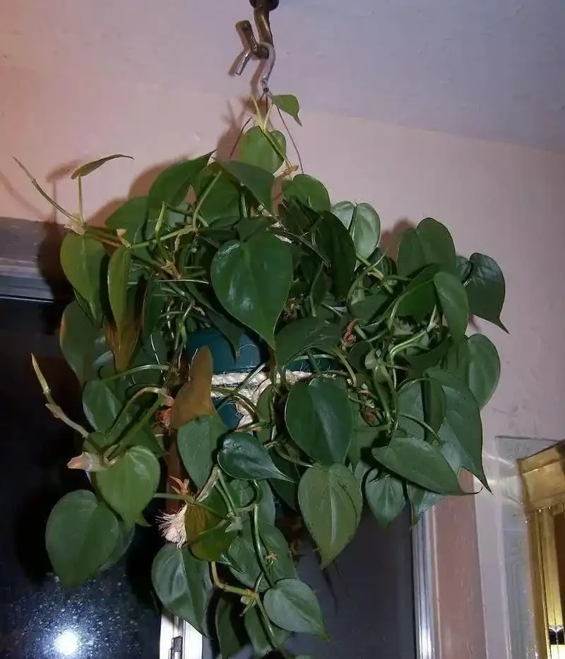 養衛生間裡的10種觀葉植物,4種開花植物,家裡養幾種就夠了