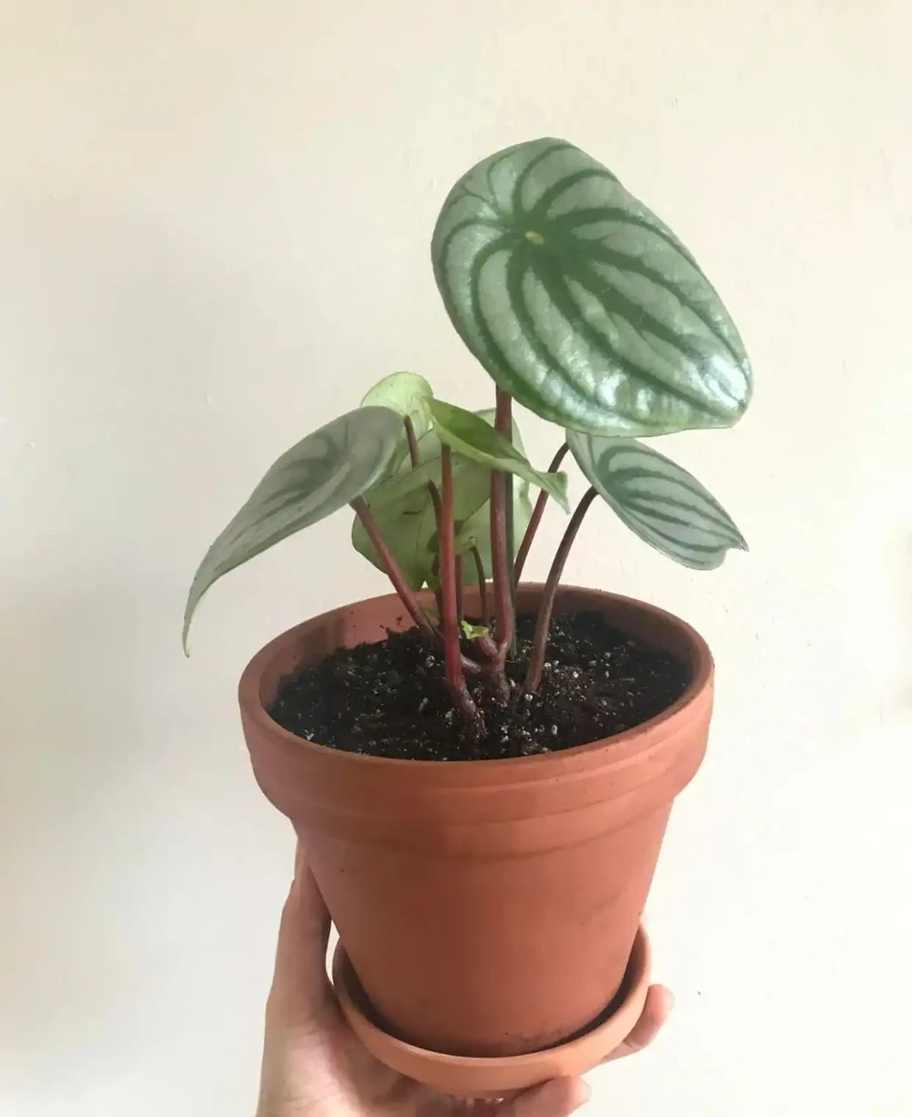 上圖為西瓜皮椒草