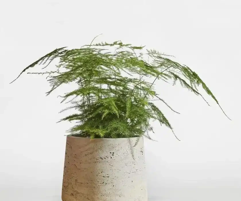 養衛生間裡的10種觀葉植物,4種開花植物,家裡養幾種就夠了