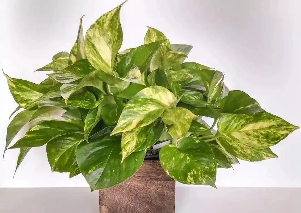 養衛生間裡的10種觀葉植物,4種開花植物,家裡養幾種就夠了