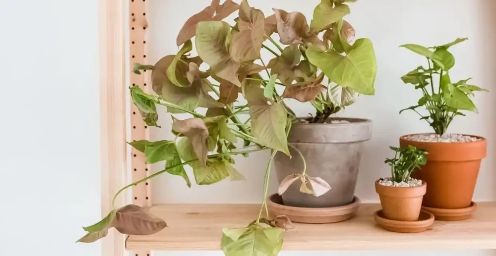養衛生間裡的10種觀葉植物,4種開花植物,家裡養幾種就夠了