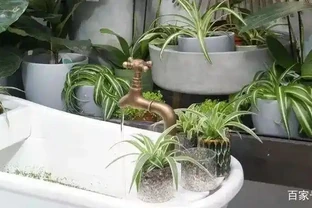 養衛生間裡的10種觀葉植物，4種開花植物，家裡養幾種就夠了