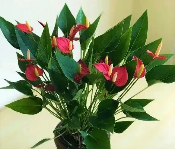 火鶴花黃葉1大片,找準「原因」才能對症下藥,別盲目瞎剪