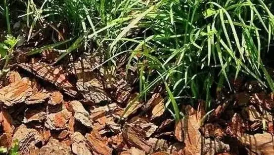 這7種覆蓋物鋪土面上好看、便宜又實用