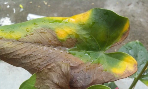 火鶴花黃葉1大片,找準「原因」才能對症下藥,別盲目瞎剪