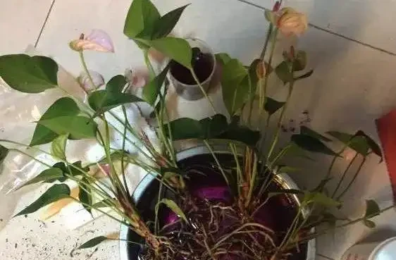 火鶴花黃葉1大片,找準「原因」才能對症下藥,別盲目瞎剪
