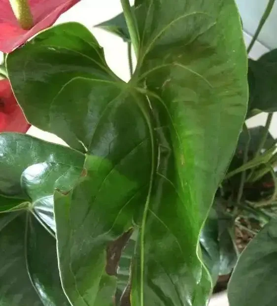 火鶴花黃葉1大片,找準「原因」才能對症下藥,別盲目瞎剪