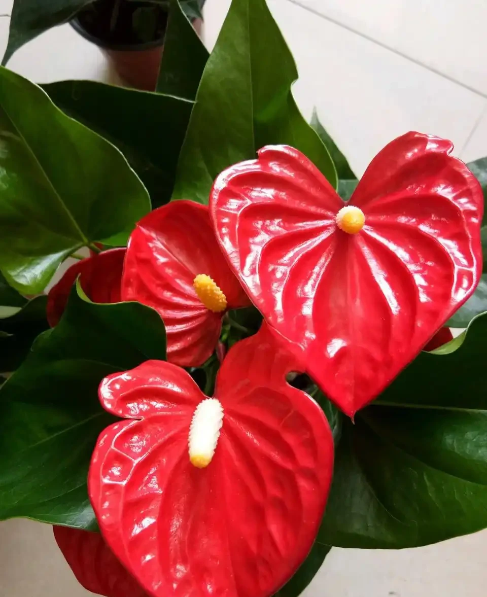 火鶴花黃葉1大片,找準「原因」才能對症下藥,別盲目瞎剪