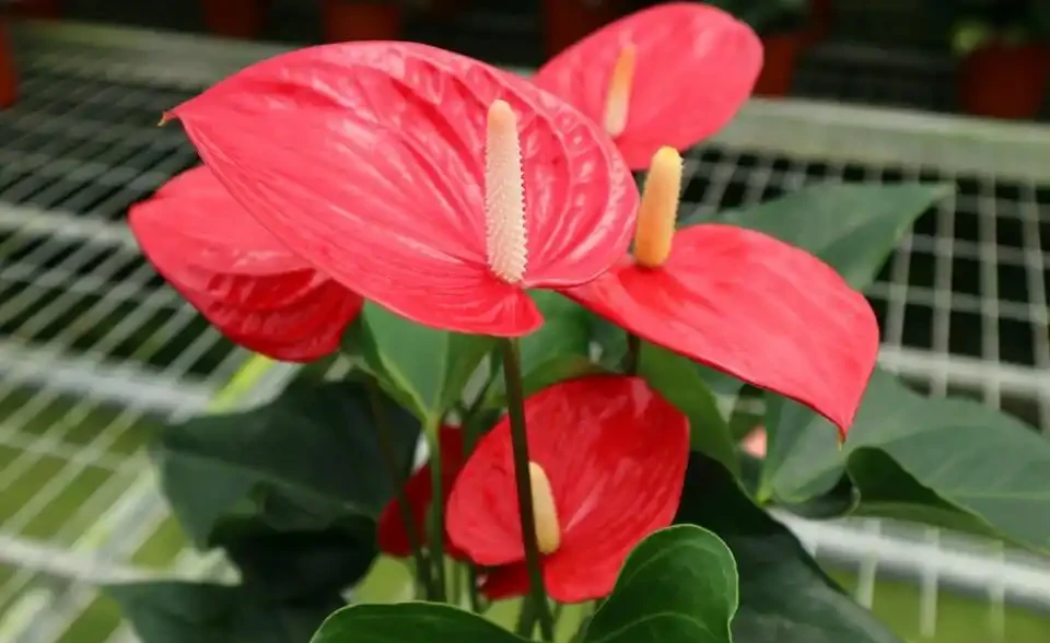 火鶴花黃葉1大片,找準「原因」才能對症下藥,別盲目瞎剪