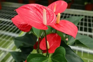 火鶴花黃葉1大片，找準「原因」才能對症下藥，別盲目瞎剪