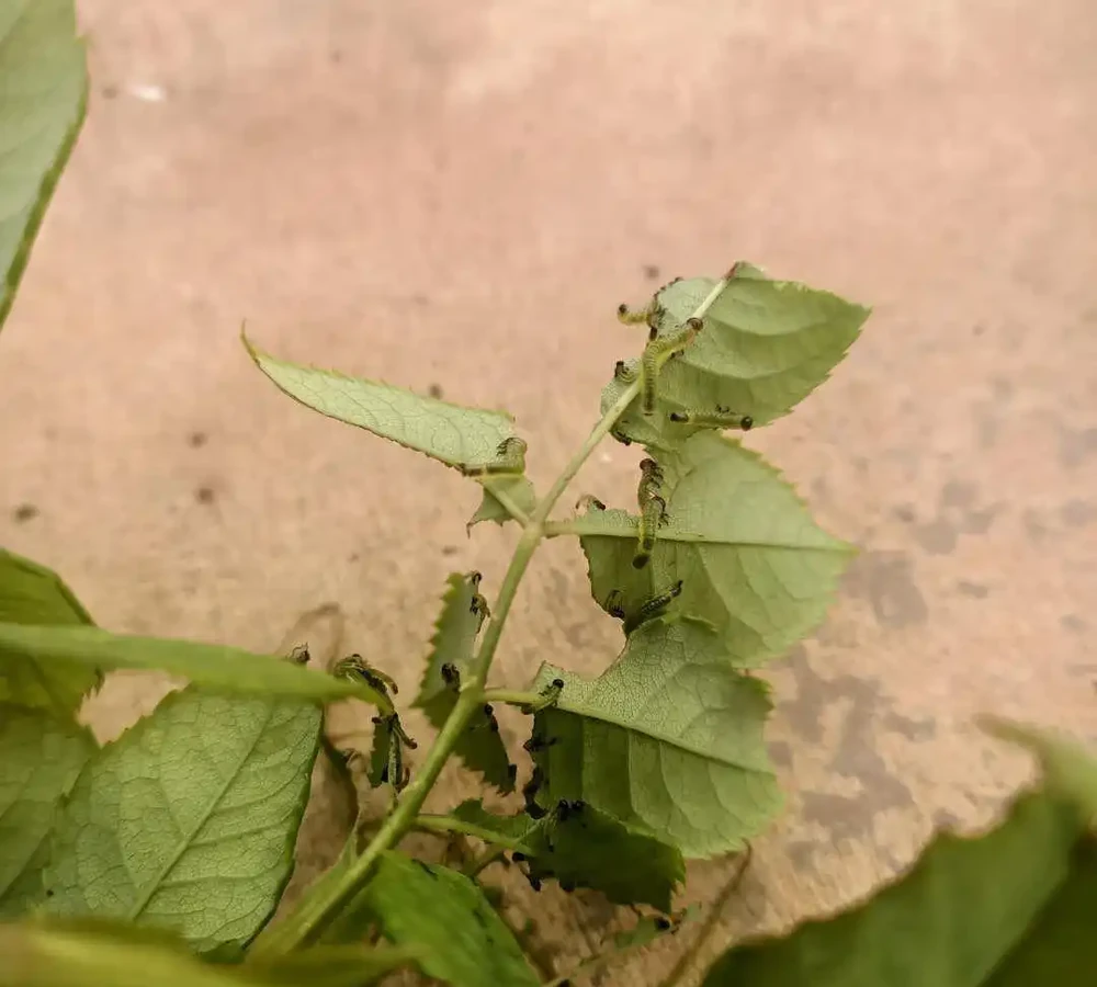 為什麼你養花總愛生蟲？談切葉蜂如何防治