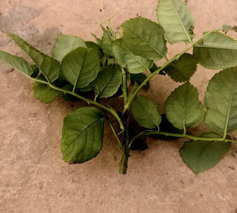 為什麼你養花總愛生蟲？談切葉蜂如何防治