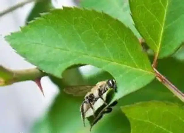 為什麼你養花總愛生蟲？談切葉蜂如何防治
