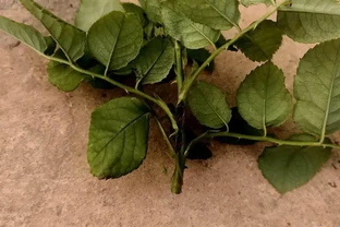 為什麼你養花總愛生蟲？談切葉蜂如何防治