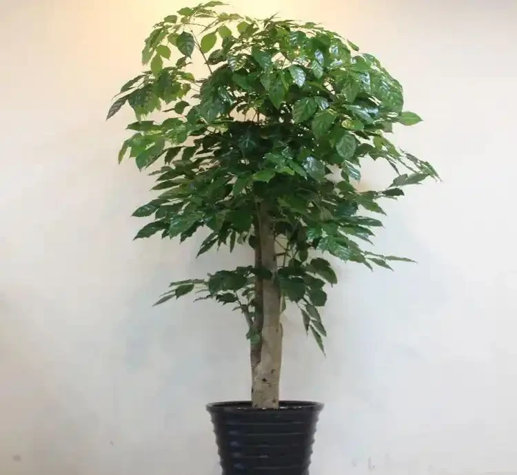 幸福樹黃葉掉葉,甚至枯死,怎麼挽救?