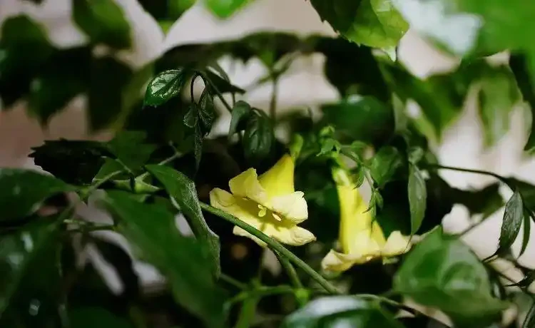 幸福樹黃葉掉葉,甚至枯死,怎麼挽救?