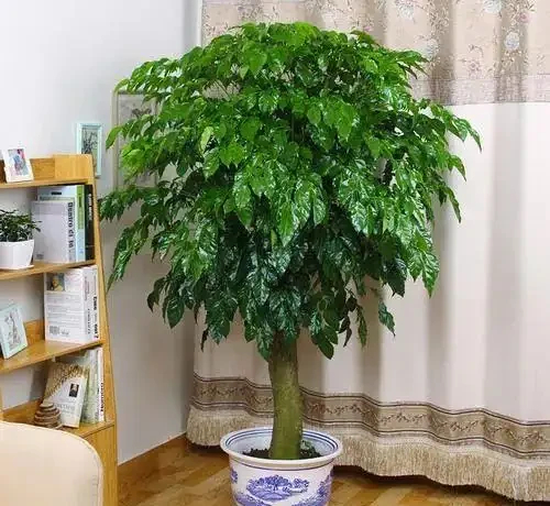 幸福樹黃葉掉葉,甚至枯死,怎麼挽救?