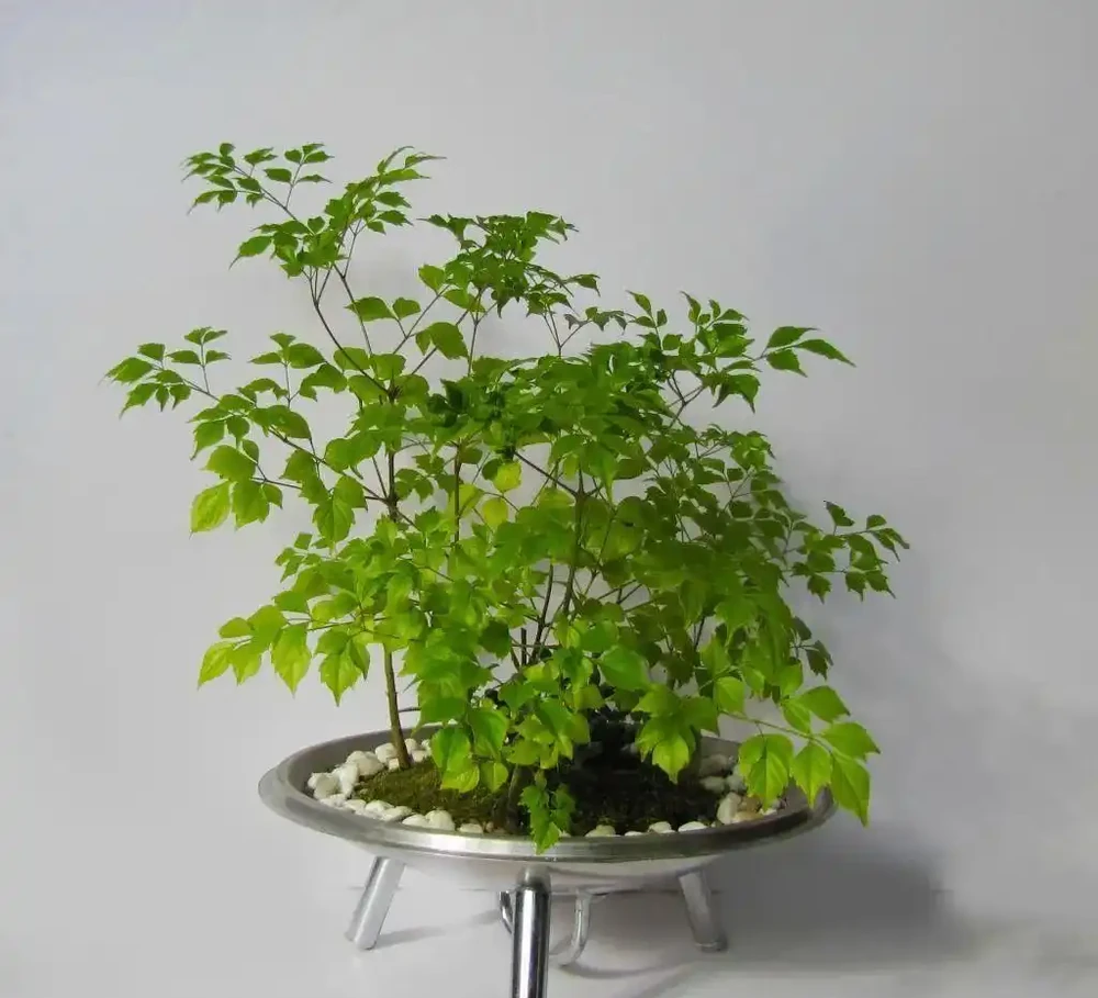 幸福樹黃葉掉葉,甚至枯死,怎麼挽救?
