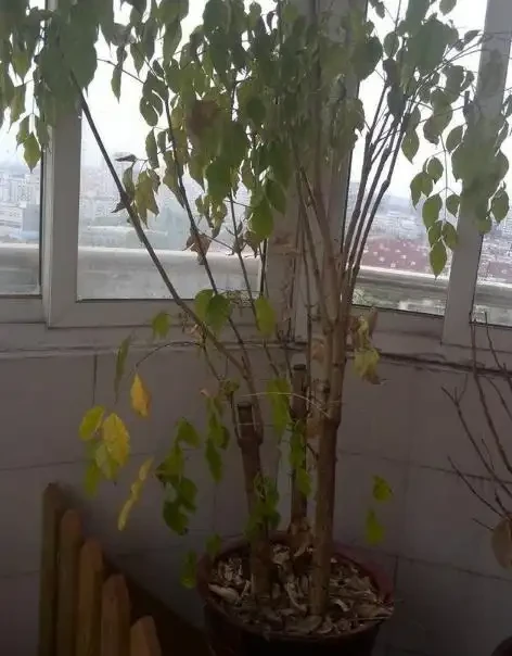 幸福樹黃葉掉葉,甚至枯死,怎麼挽救?