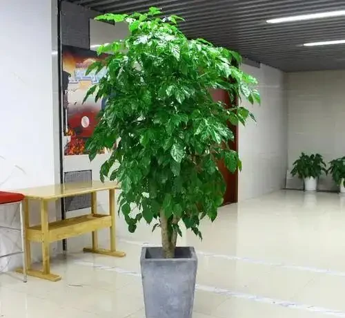 幸福樹黃葉掉葉,甚至枯死,怎麼挽救?