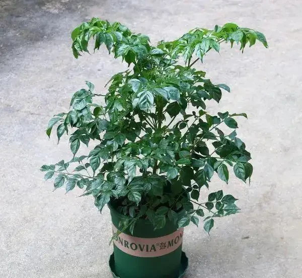 幸福樹黃葉掉葉,甚至枯死,怎麼挽救?