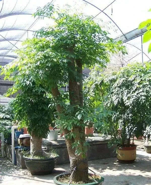 幸福樹黃葉掉葉,甚至枯死,怎麼挽救?