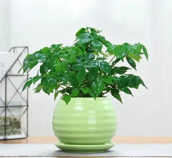 幸福樹黃葉掉葉,甚至枯死,怎麼挽救?