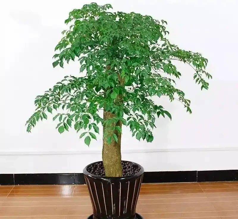 幸福樹黃葉掉葉,甚至枯死,怎麼挽救?