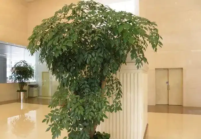 幸福樹黃葉掉葉,甚至枯死,怎麼挽救?