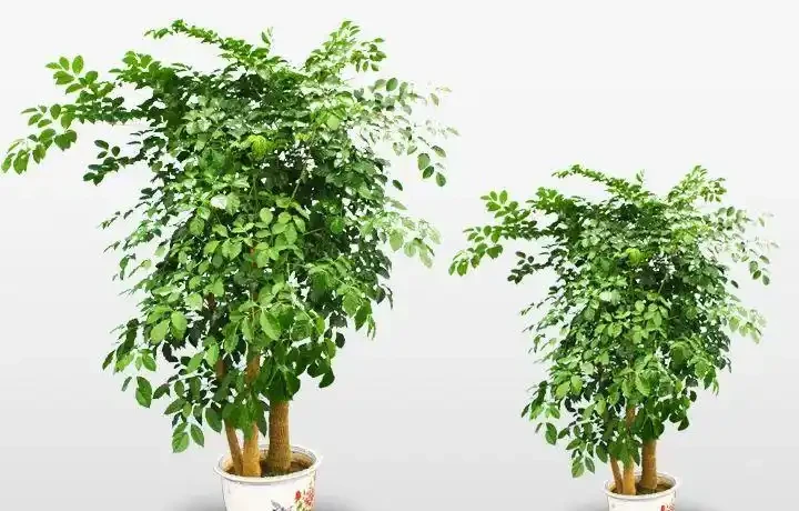 幸福樹黃葉掉葉,甚至枯死,怎麼挽救?