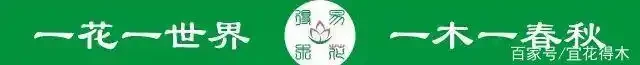 幸福樹黃葉掉葉，甚至枯死，怎麼挽救？