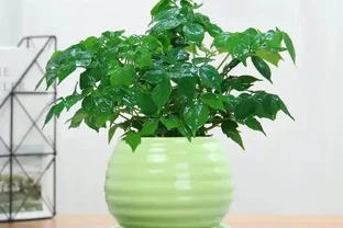 幸福樹黃葉掉葉，甚至枯死，怎麼挽救？