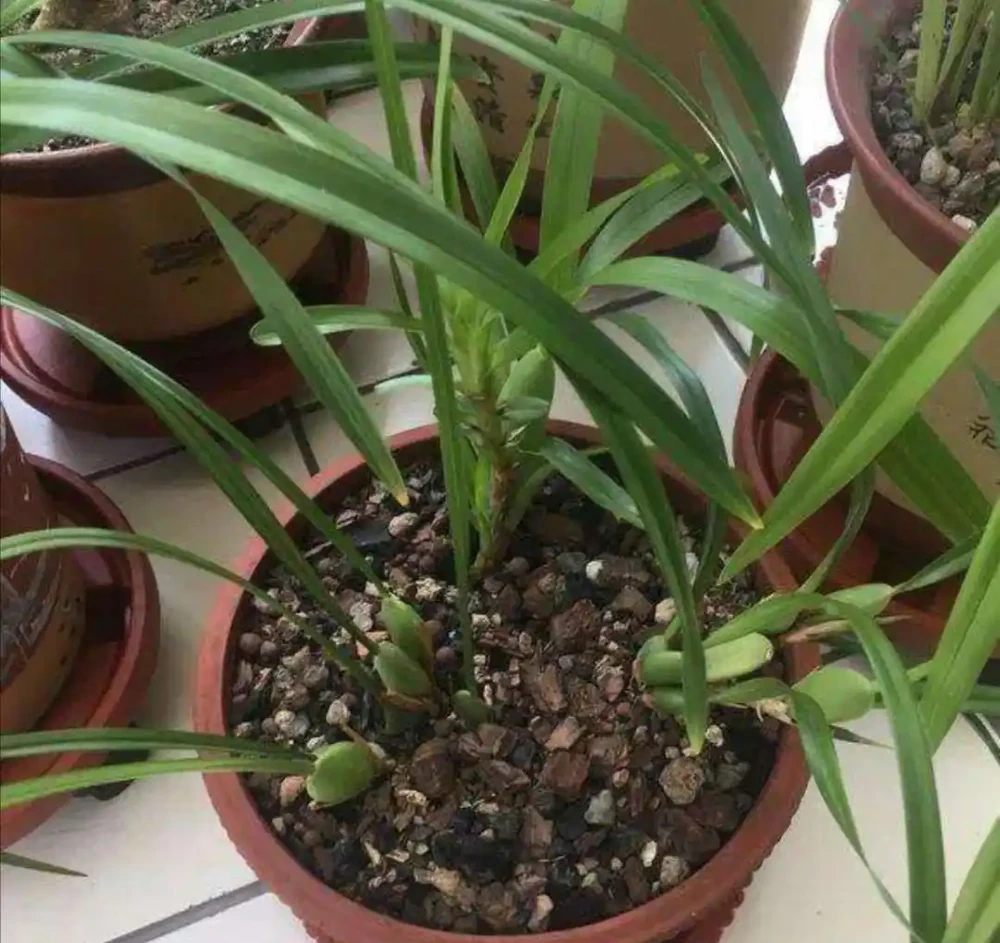 6種簡單的材料墊盆底，培養土疏鬆透氣，不腐根不黃葉