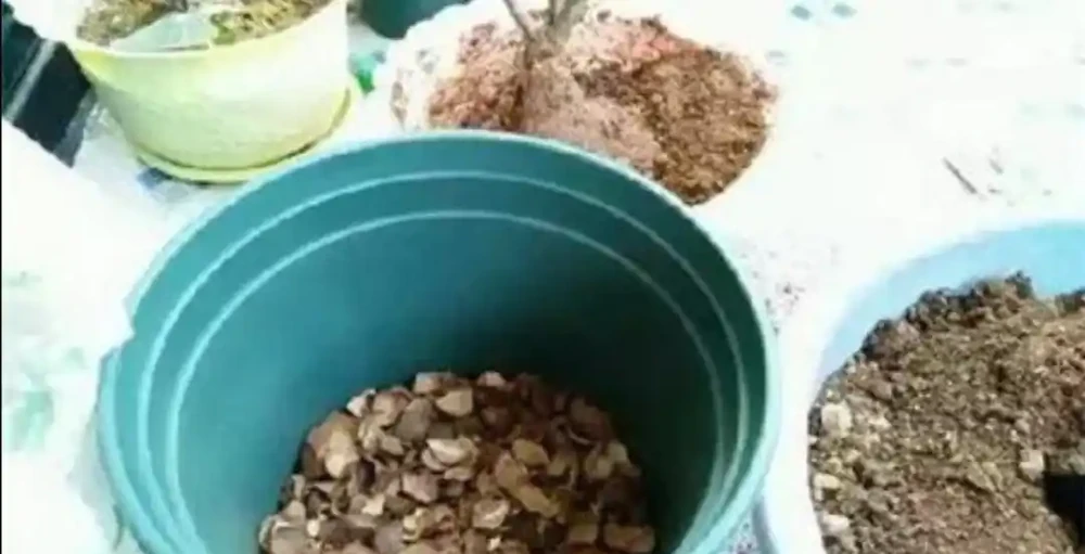6種簡單的材料墊盆底，培養土疏鬆透氣，不腐根不黃葉
