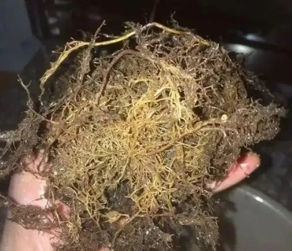茶花葉尖焦枯,問題出在根上,注意養護能自己恢復