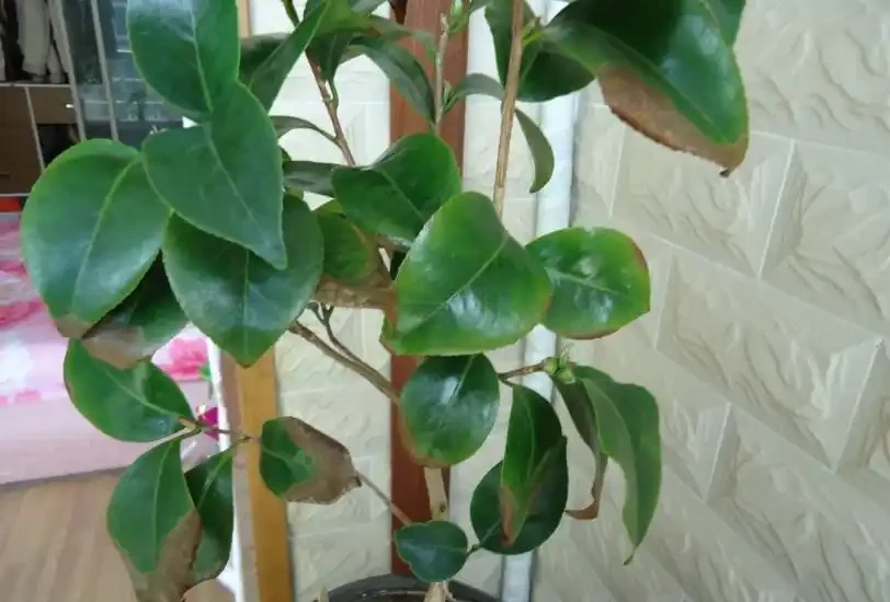 茶花葉尖焦枯,問題出在根上,注意養護能自己恢復