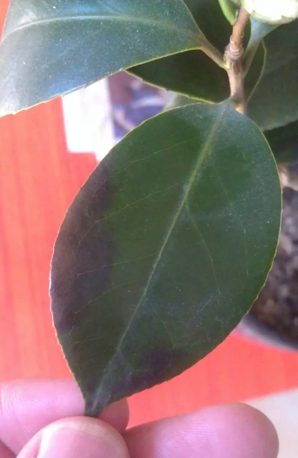 茶花葉尖焦枯,問題出在根上,注意養護能自己恢復