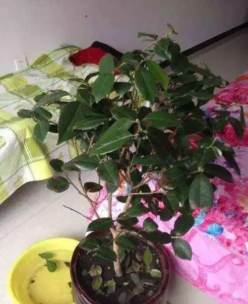 茶花葉尖焦枯,問題出在根上,注意養護能自己恢復