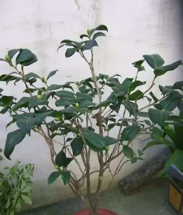 茶花葉尖焦枯,問題出在根上,注意養護能自己恢復