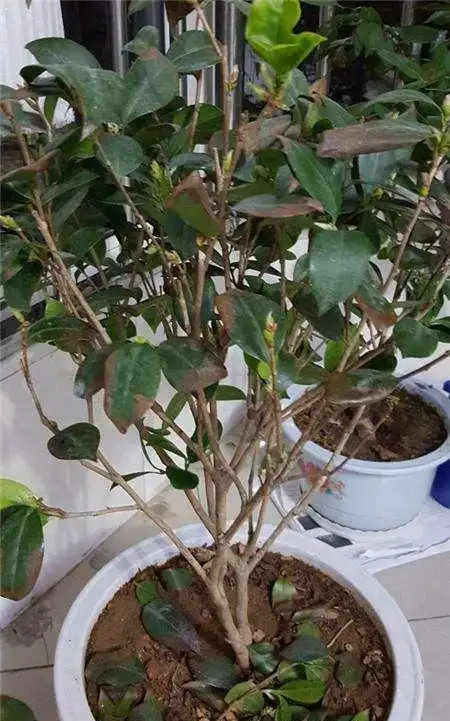 茶花葉尖焦枯,問題出在根上,注意養護能自己恢復