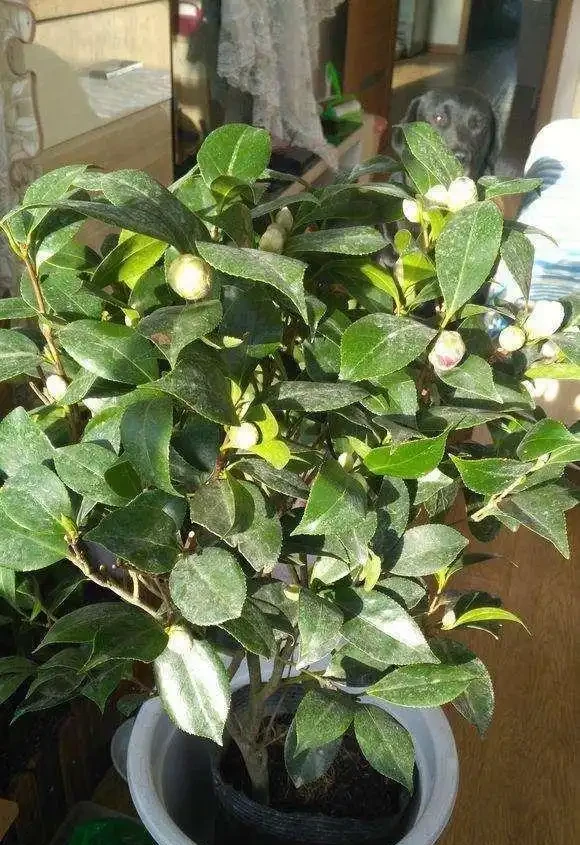 茶花葉尖焦枯,問題出在根上,注意養護能自己恢復